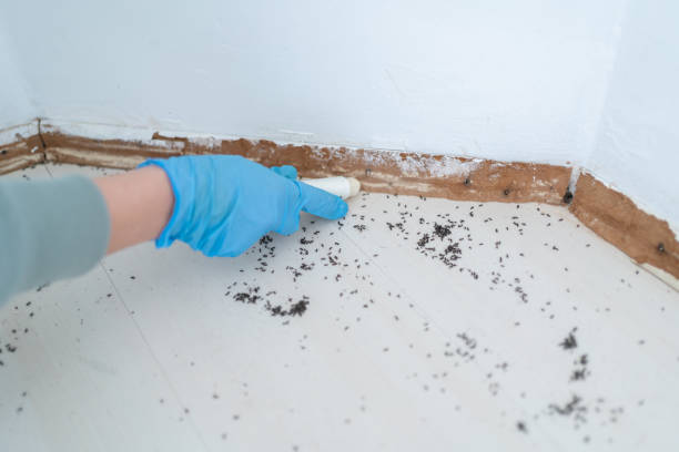 Best Rat Extermination Near Me  in Gibbstown, NJ